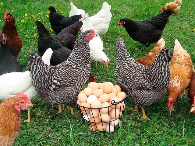 Содержание кур и уход за ними | ЗооТом - продажа, вязка и услуги для животных в Электрогорске