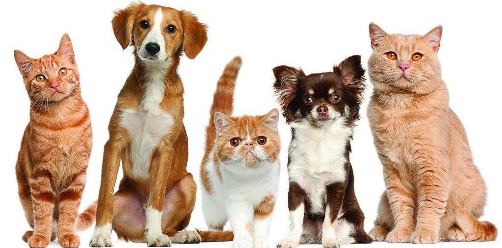 Доска объявлений о животных | ЗооТом - продажа, вязка и услуги для животных в Электрогорске