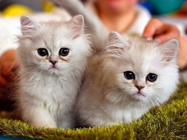 Породы кошек в Электрогорске | ЗооТом портал о животных