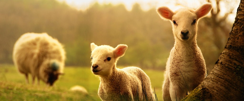 Объявления о сельскохозяйственных животных | ЗооТом - продажа, вязка и услуги для животных в Электрогорске