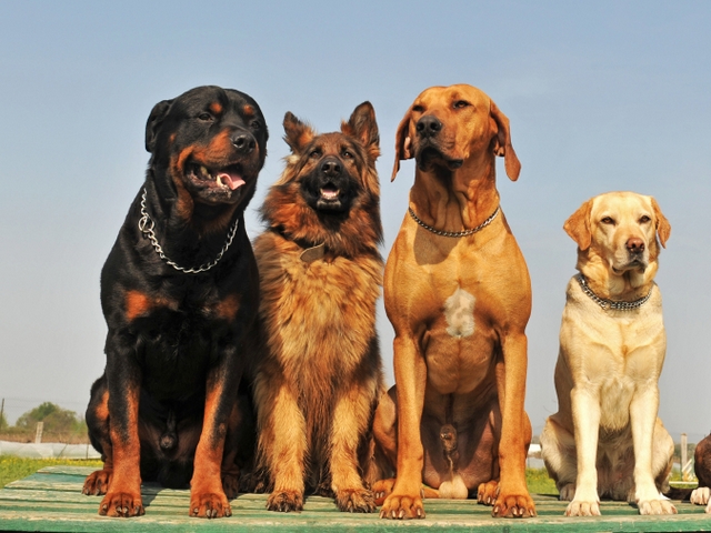 Крупные породы собак в Электрогорске | ЗооТом портал о животных