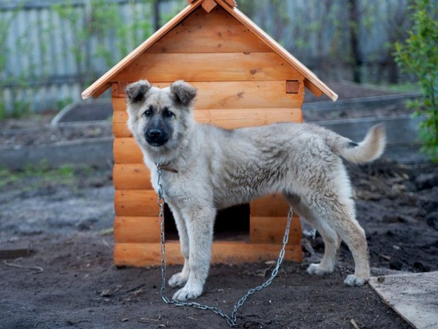 Все о собаках в Электрогорске Все о собаках в Электрогорске